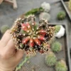Wholesale gymnocalycium cactus plants live succulents indoor small plant pot Thailand  nursery cactus plant online cacti
