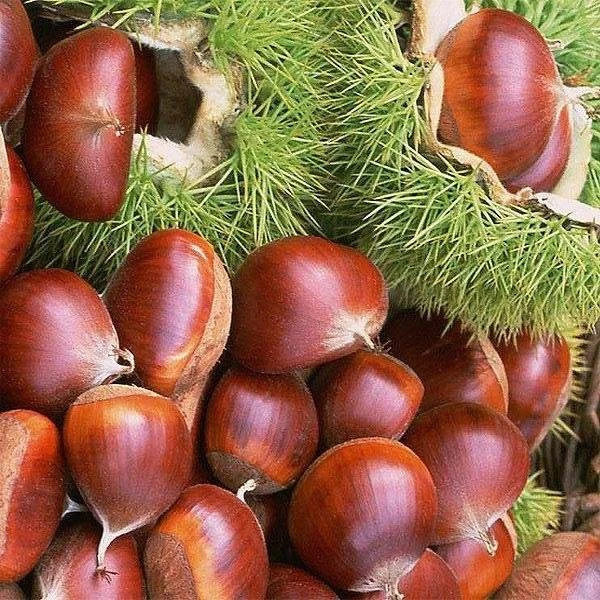 wholesale high quality fresh Chinese chestnut