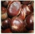 Import wholesale price chinese organic fresh chestnuts in gunny bags from China