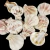 Import Wholesale Seashells Factory Price for DIY Natural Sea Shells Crafts  !! from China