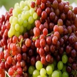 Wholesale Sweet Fresh Fruit Table Grape for sale