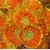 Import wholesale variety kinds of cut fresh flower gerbera hybrida flower from China