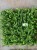Import Artificial Green wall panel outdoor and indoor from USA
