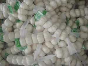 Fresh White Garlic For Sale