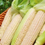 maize,wheal,barley,sorghum,millet