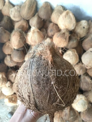Coconut Semi husked Premium Quality