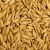 Import Barley Grains Premium Barley Seeds/Animal feed barley/bulk barley grains Malted Barley Malt grain for sale Top Grade from South Africa