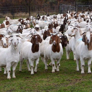 Full Blood Live Boer Goats for sale