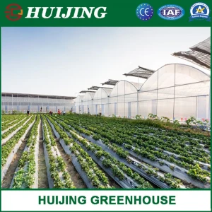 Agricultural Vegetable Tunnel Multi-Span Plastic/Polycarbonate Sheet PC/Hydroponic Venlo Glass/Greenhouse for Farming