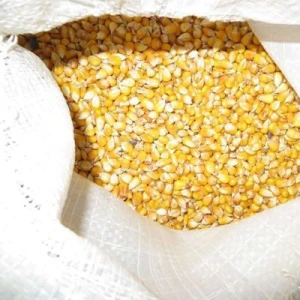 Yellow Maize For Animal Feed