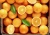Import Fresh Citrus Fruit from South Africa