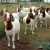 Import Full Blood Live Boer Goats for sale from South Africa
