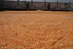 Yellow Corn