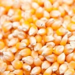 Yellow Corn Grade 1 | Maize for Humans and animal Feed