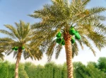 Dates Mesh Bags Net Bags