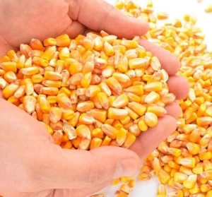 Yellow Corn and White Corn/ Yellow Maize Grade Premium