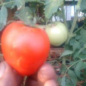 Vertical farmed Tomatoes