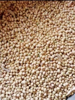 Non GMO Soybeans