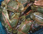 Hot Selling Price Live Mud Crabs / Frozen mud crab Seafood / Fresh crabs in Bulk