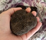 Fresh Truffles Premium quality