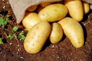we offer fresh potato