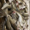 Frozen Cod Bladder / Frozen Cod FishMaw / Frozen Cod Skin / Frozen Cod Fillets / Dry Stock Fish
