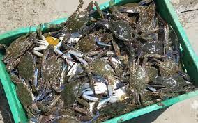 Buy Quality Alaska King Red Crab For Sale from California General