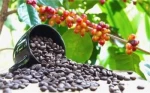 Coffee Beans and Cash Crops