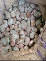 RAW CASHEW NUTS IN SHELL 1000 CONTAINERS AVAILABLE NIGERIA