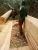Import Naturally Crafted Wood Timber from Democratic Republic of the Congo
