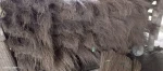 Coconut Broom Stick