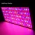 Import OHMAX 1080W Square Type Grow Light Full Spectrum With Red&Blue Manual Dimmer from China