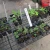 Import 12 Cell Seed Trays Seedling Starter Planting Trays from China