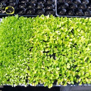 18 28 50 128 cells custom plastic seedling nursery trays