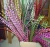 24-28 inch ( 60-70 cm ) Reeves pheasant feather tails for Carnival costumes