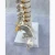 Import 45cm anatomical human full spine model C from China