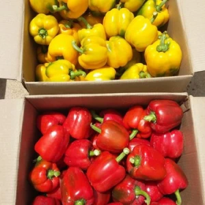 A grade quality red and yellow bell pepper