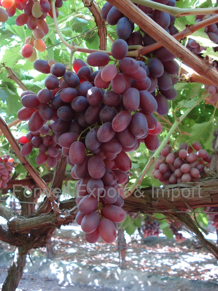 A grape is a fruit, botanically a berry I Egyptian Grapes Supplier