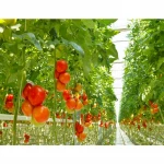Agricultural Vegetable Intelligent Glass Greenhouse with Hydroponics System Price