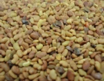 Alfalfa Seeds