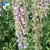 Import Beautiful Lupine Lupinus Cut Flower Seedlings, High Sprouting Rate White Lupin Flower Seedlings For Garden from China