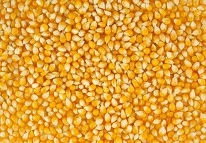 Best Grade Yellow Corn