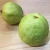 Import Best Price  Fresh Red Guava for export. from South Africa
