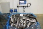 Best Quality Seafood Horse Mackerel in good price