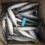 Best seafood With Fresh Land  Frozen Mackerel Fish
