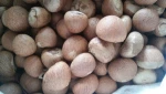 Betel Nut / Areca Nut