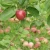 Import Biological organic fertilizer machine for apple cultivation in US from India