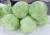 Import bulk best price specification of fresh Chinese cabbage from China