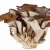 Import Bulk Price Grifola Frondosa Extract/Maitake Mushroom Extract. from China