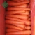 Import carrot export from china farm natural fresh carrot from China